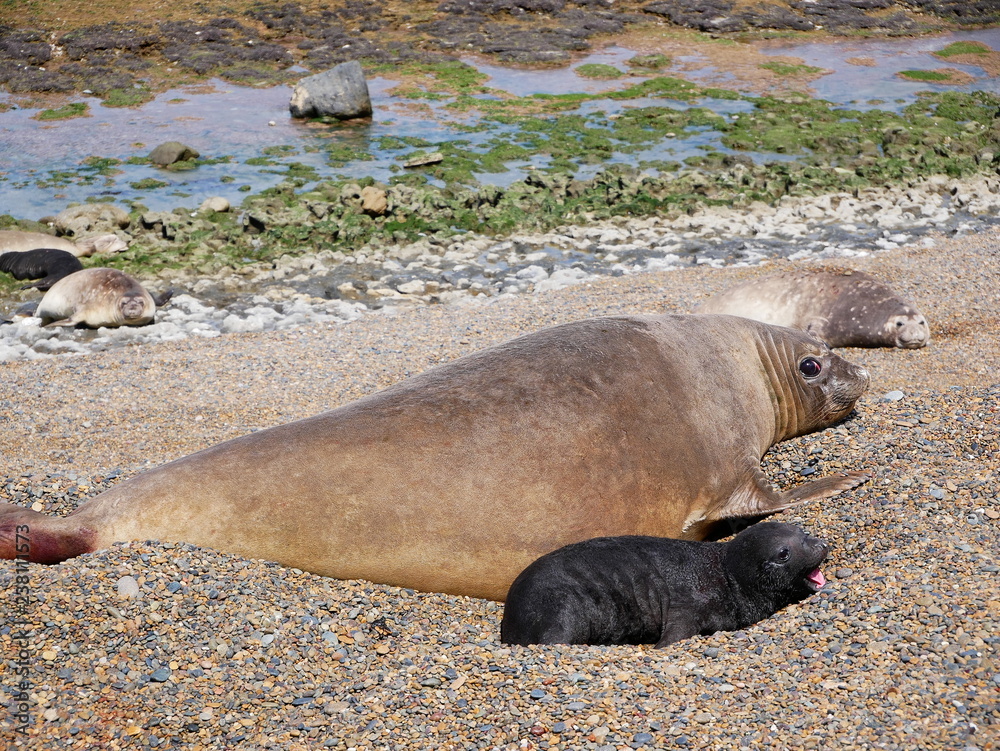 Sea elephants rest on the Atlantic Coast of Patagonia