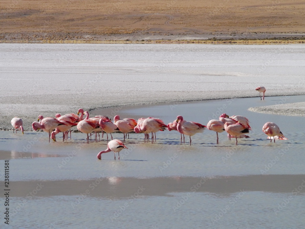 Flamingos and lagoons of Bolivia. Andean altiplano.