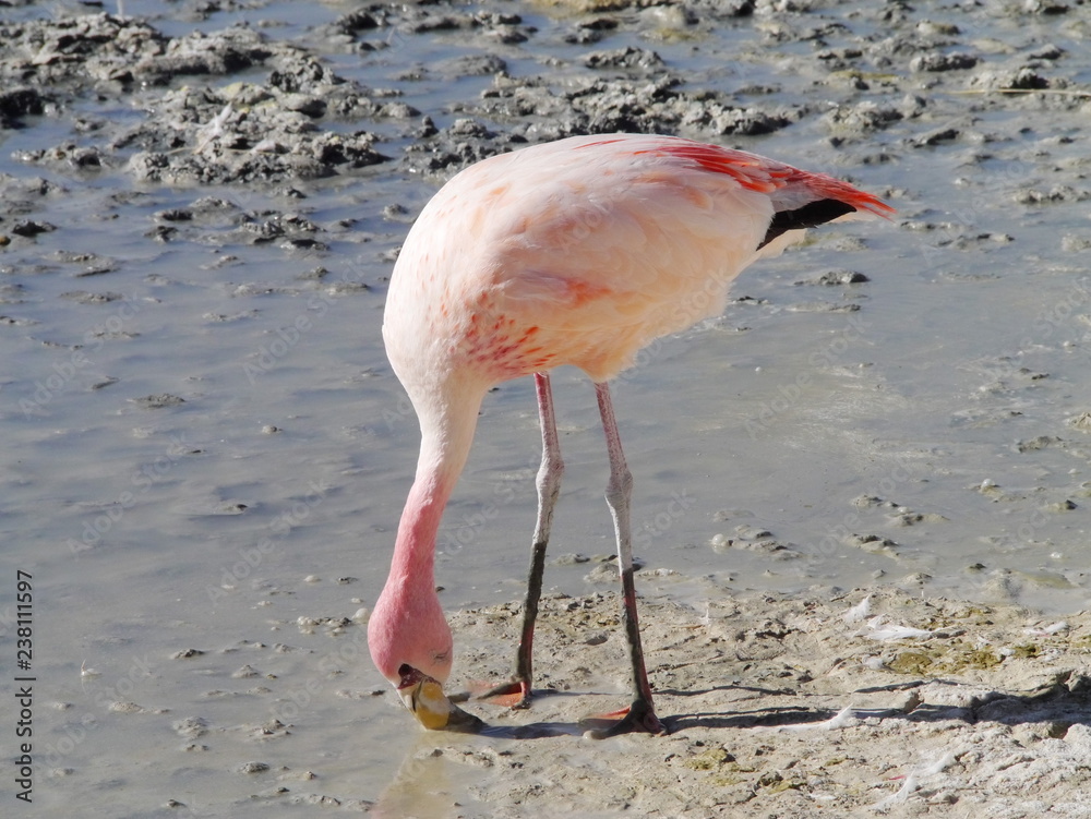Flamingos and lagoons of Bolivia. Andean altiplano.