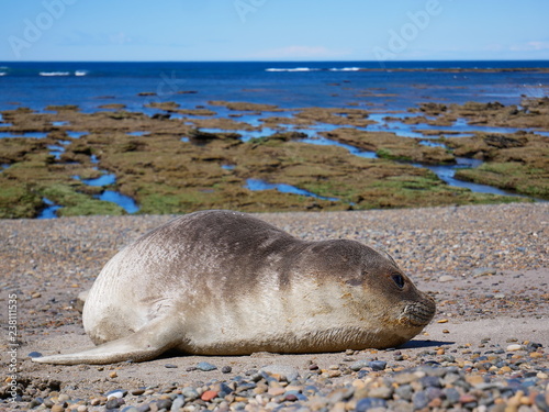 Obraz na płótnie Sea elephants rest on the Atlantic Coast of Patagonia w salonie