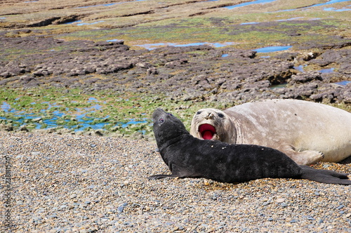 Obraz na płótnie Sea elephants rest on the Atlantic Coast of Patagonia w salonie