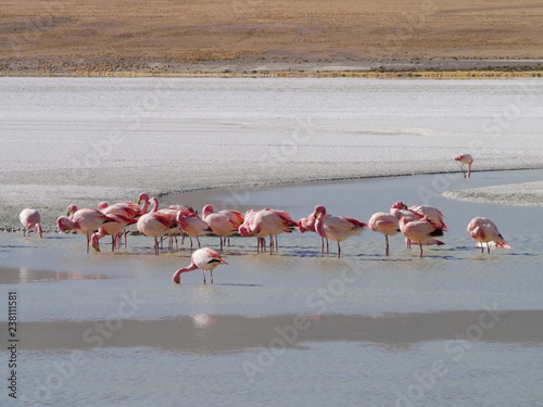 Obraz na płótnie Flamingos and lagoons of Bolivia. Andean altiplano. w salonie