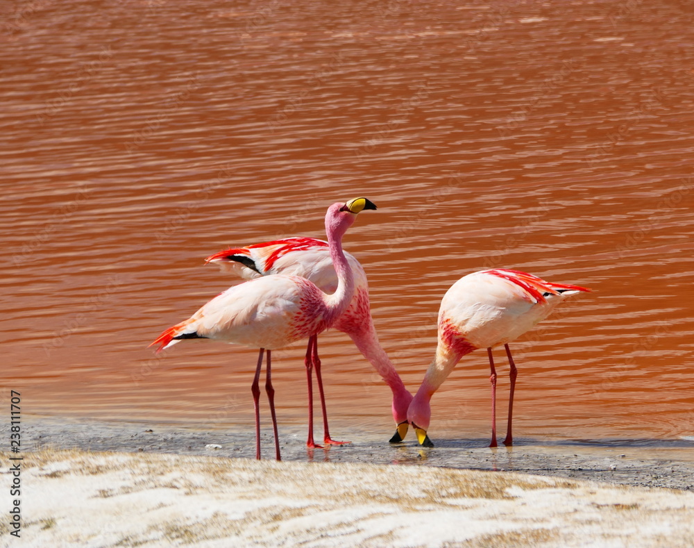 Flamingos and lagoons of Bolivia. Andean altiplano.