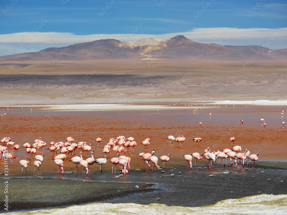 Flamingos and lagoons of Bolivia. Andean altiplano.