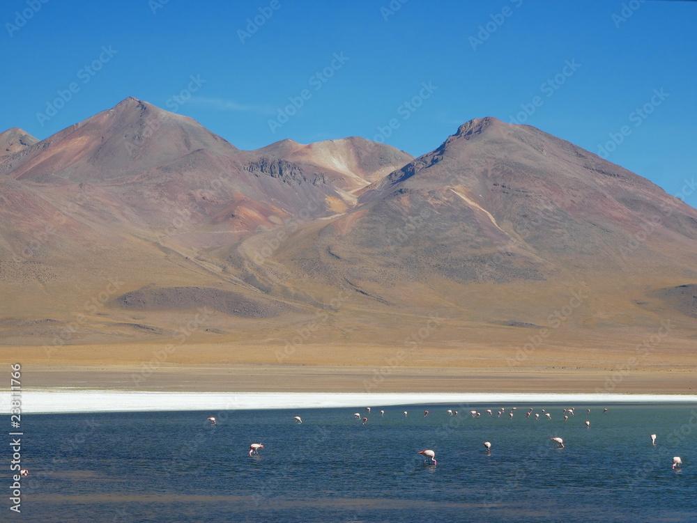 Flamingos and lagoons of Bolivia. Andean altiplano.