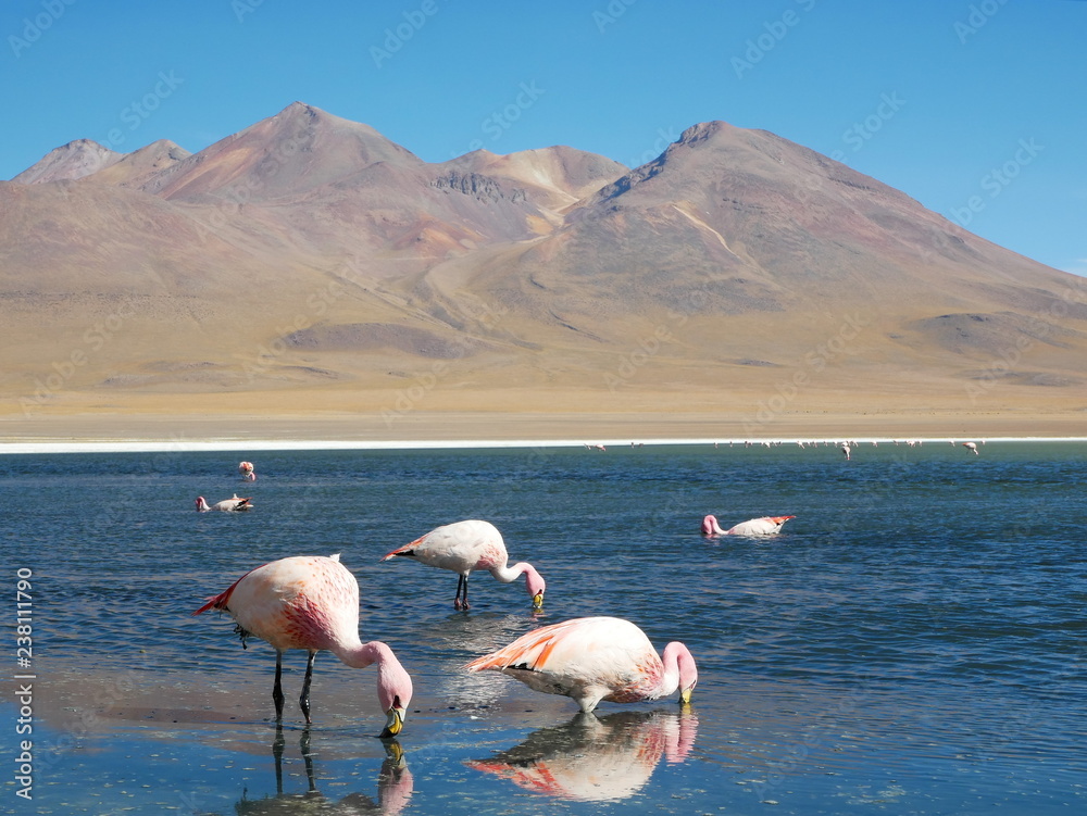 Flamingos and lagoons of Bolivia. Andean altiplano.