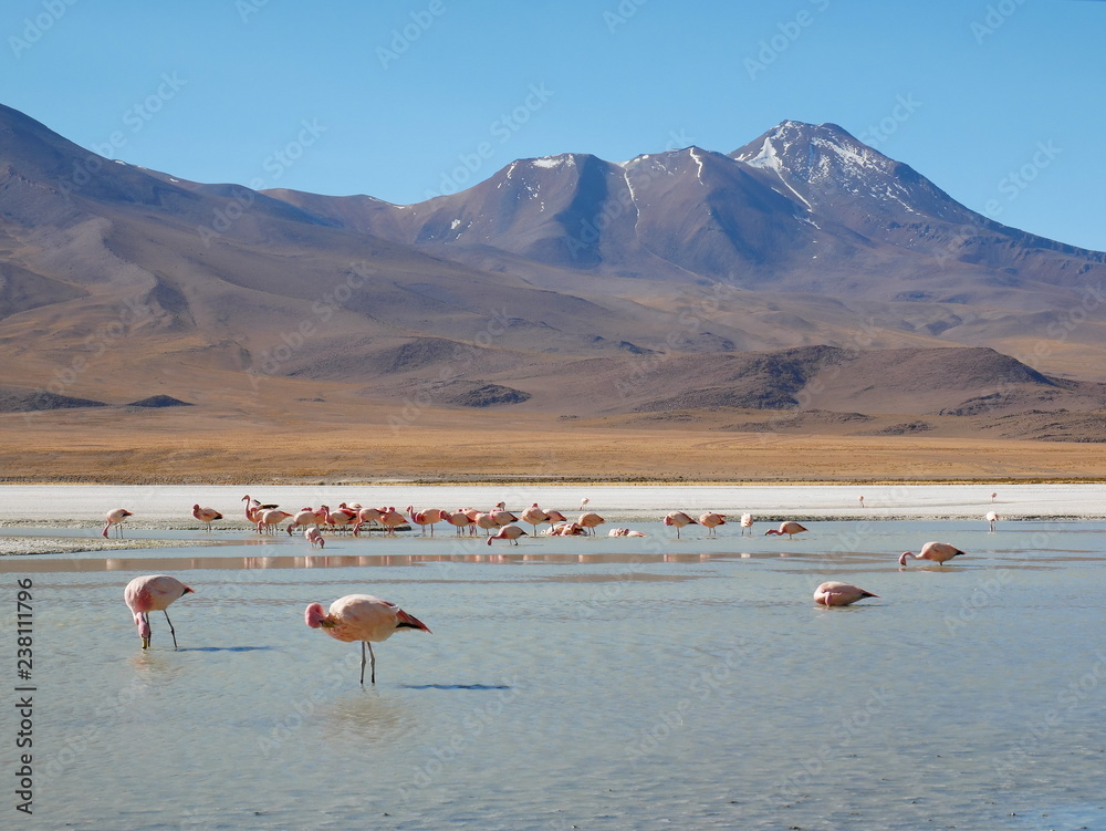 Flamingos and lagoons of Bolivia. Andean altiplano.