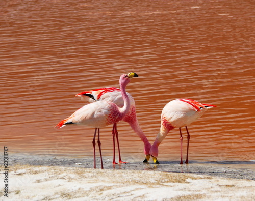 Obraz na płótnie Flamingos and lagoons of Bolivia. Andean altiplano. w salonie