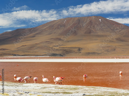 Obraz na płótnie Flamingos and lagoons of Bolivia. Andean altiplano. w salonie