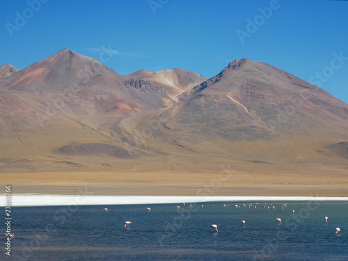 Obraz na płótnie Flamingos and lagoons of Bolivia. Andean altiplano. w salonie