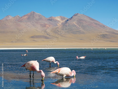Obraz na płótnie Flamingos and lagoons of Bolivia. Andean altiplano. w salonie