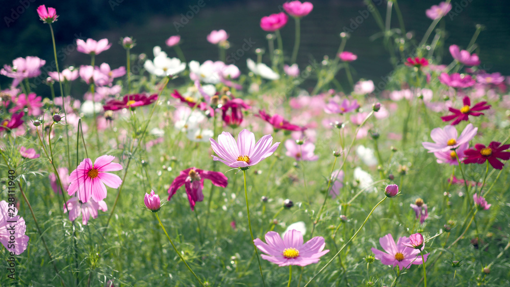 Landscape nature background of cosmos flower. Landscape nature background of cosmos flower.