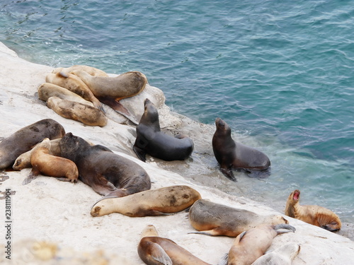 Obraz na płótnie Sea lions on a rock of the coast of Patagonia. w salonie