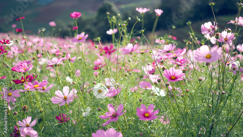 Landscape nature background of cosmos flower.