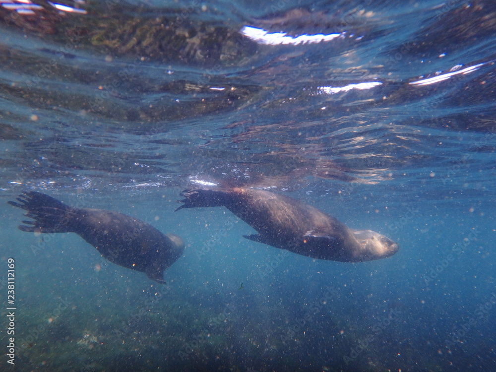 Sea lions swimming underwater in the sea of Patagonia