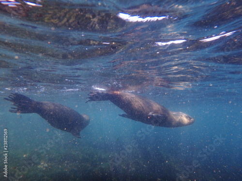 Obraz na płótnie Sea lions swimming underwater in the sea of Patagonia w salonie
