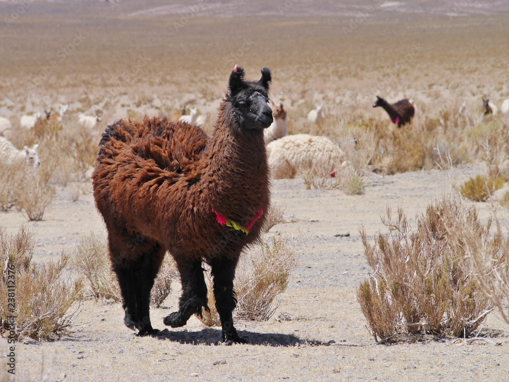 Llamas on the Andean Altiplano.