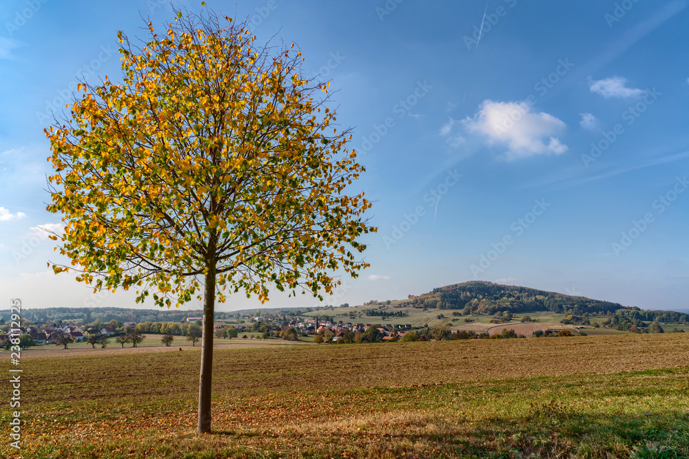 Baum in Herbstfarben mit dem Katzenbuckel im Odenwald im Hintergrund