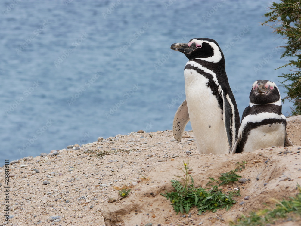 Fototapeta premium Magellanic penguins on the coast of Patagonia Argentina.