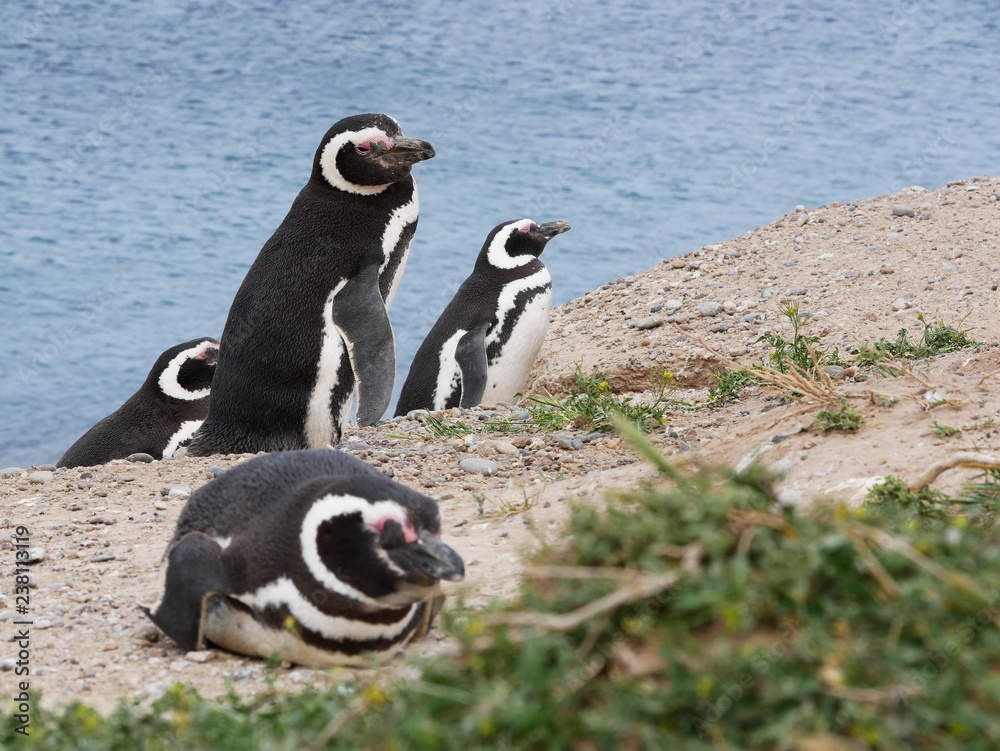 Magellanic penguins on the coast of Patagonia Argentina.
