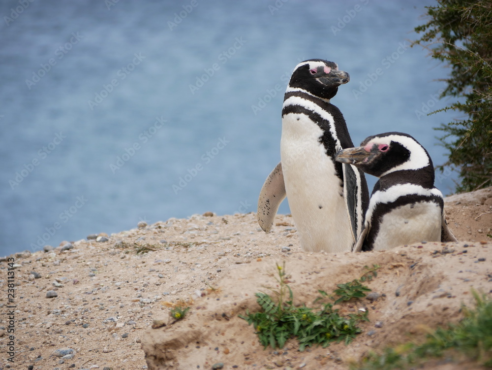 Magellanic penguins on the coast of Patagonia Argentina.