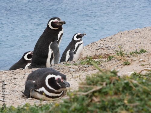 Obraz na płótnie Magellanic penguins on the coast of Patagonia Argentina. w salonie