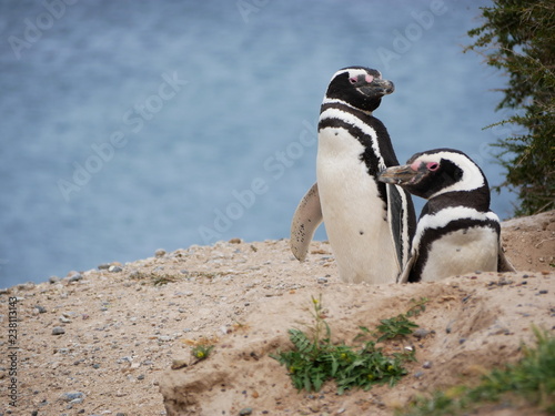 Obraz na płótnie Magellanic penguins on the coast of Patagonia Argentina. w salonie