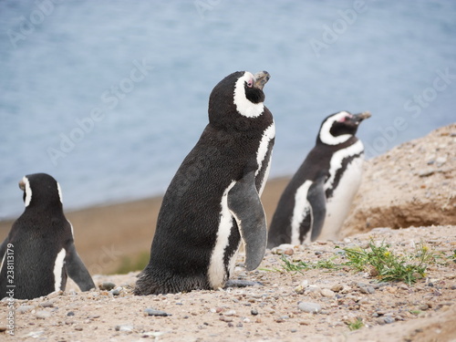 Magellanic penguins on the coast of Patagonia Argentina.