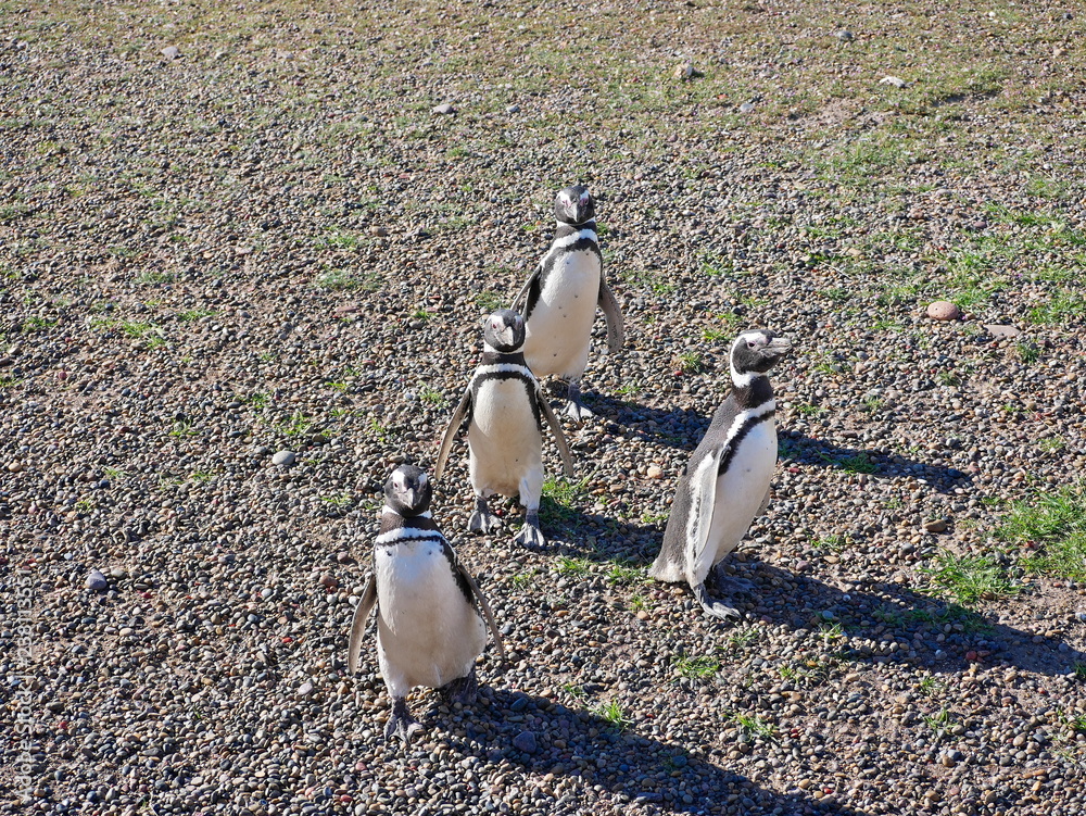 Magellanic penguins on the coast of Patagonia Argentina.
