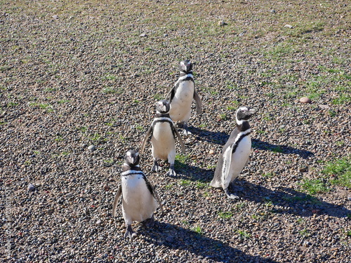 Obraz na płótnie Magellanic penguins on the coast of Patagonia Argentina. w salonie