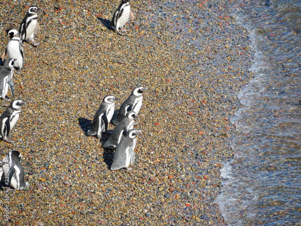 Magellanic penguins on the coast of Patagonia Argentina.