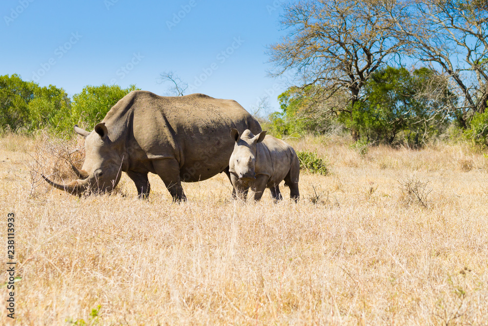 Obraz premium White rhinoceros with puppy, South Africa