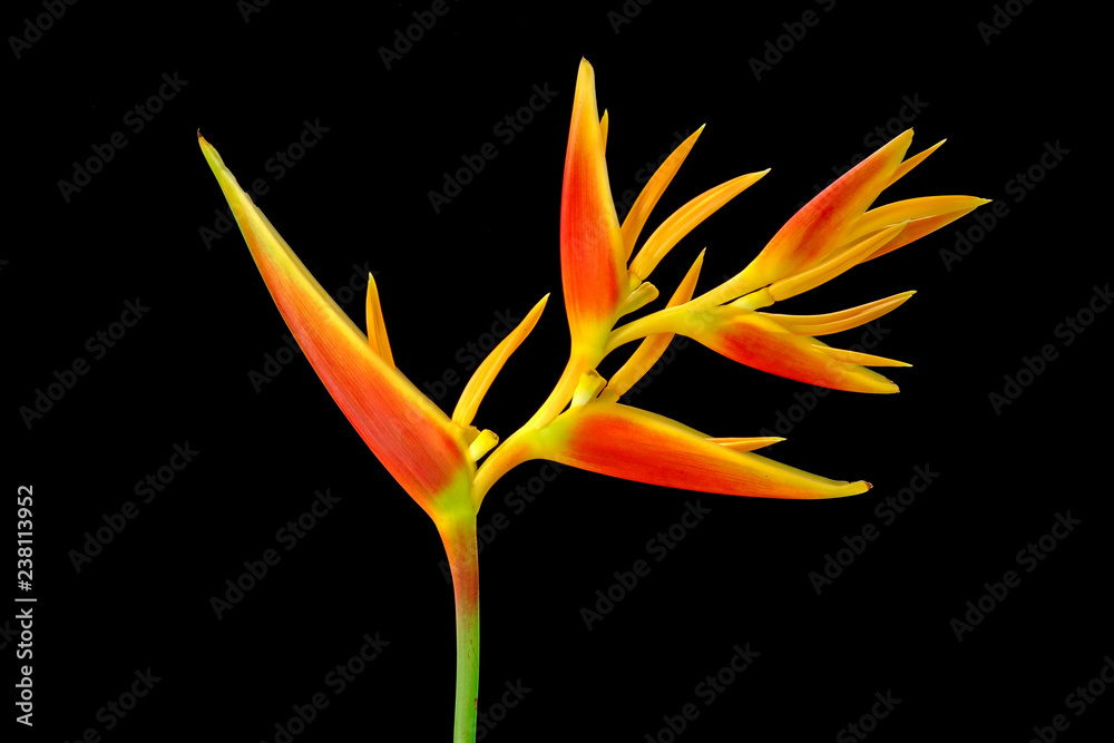 Ornamental flowers Heliconia ( Heliconia x nickeriensis) A great