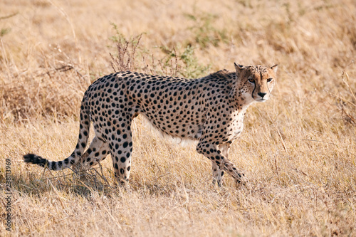 cheetah, (Acinonix jubatus) © lucaar