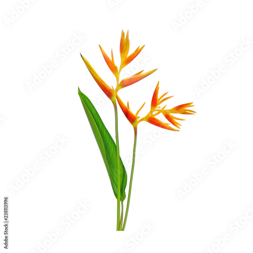 Ornamental flowers : Heliconia ( Heliconia x nickeriensis) A great heliconia for cut flowers, a hybrid between Heliconia marginalia and H. psittacorum. Isolated on white background. photo