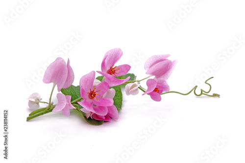 Flowers : pink Mexican Creeper (Antigonon leptopus) Isolated on white background. 