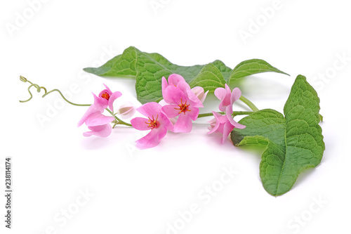 Flowers : pink Mexican Creeper (Antigonon leptopus) Isolated on white background. 