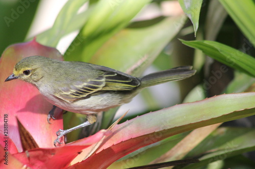 Mielero Común (Coereba flaveola)