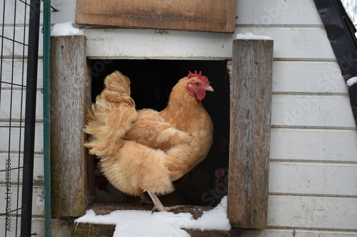 Fotografie Buff Orpington hen standing in the doorway of her chicken coop in winter snow