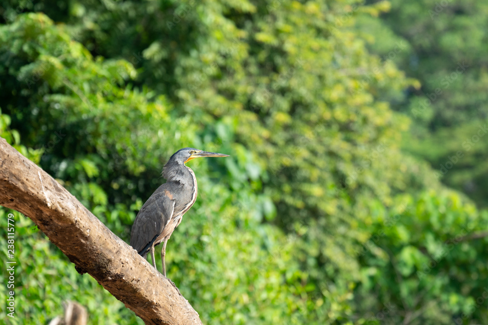 Fototapeta premium Tiger Heron Perched on Branch Costa Rica Mangrove