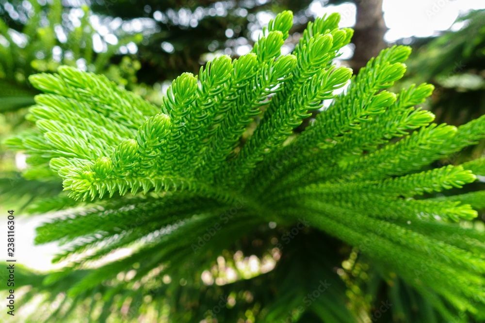 green leaves of pine green leaves of pine