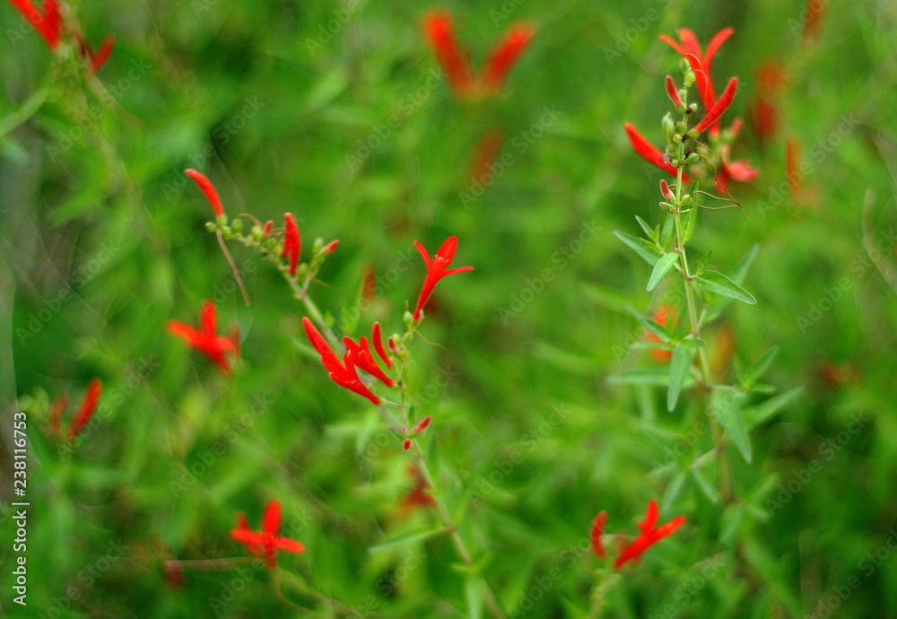 Red flowers of penstemon plant on green blurred background. San Antonio, Texas Red flowers of penstemon plant on green blurred background. San Antonio, Texas