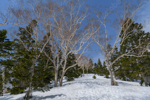 Wallpaper Mural 会津駒ヶ岳のダケカンバとオオシラビソの森 Torontodigital.ca