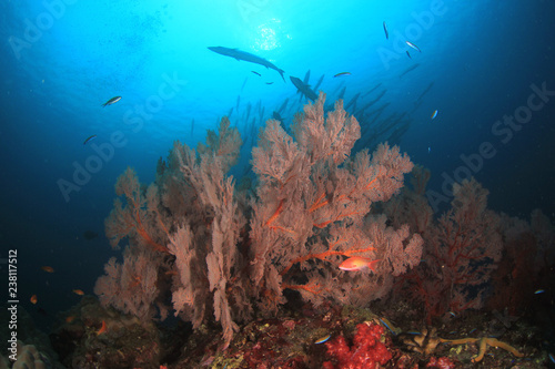 Fototapeta Naklejka Na Ścianę i Meble -  Barracuda fish on coral reef 