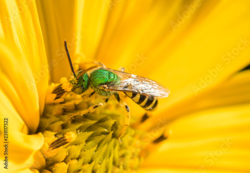 A Metallic Green Sweat Bee (Agapostemon) gathering nectar and pollen on a wild yellow sunflower photo