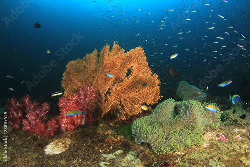 Coral reef and fish underwater 