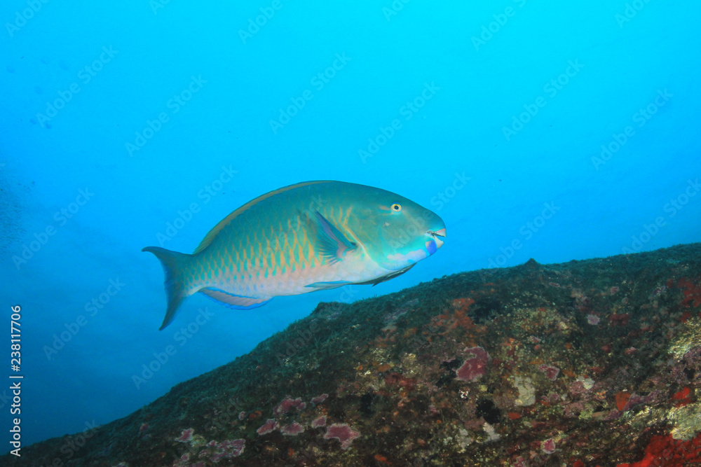 Coral reef and fish underwater Coral reef and fish underwater
