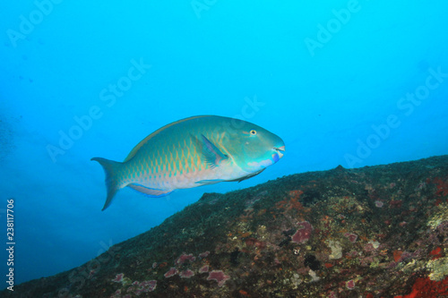 Fototapeta Naklejka Na Ścianę i Meble -  Coral reef and fish underwater 