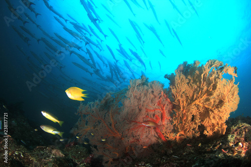 Barracuda fish on coral reef 