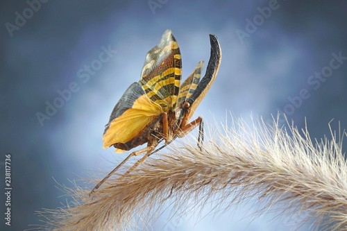 Insects : Lantern bug, Lanternfly or Fulgorid bug / planthopper : Golden lantern bugs (Fulgora nigrirostris) Selective focus / blurred nature background. photo